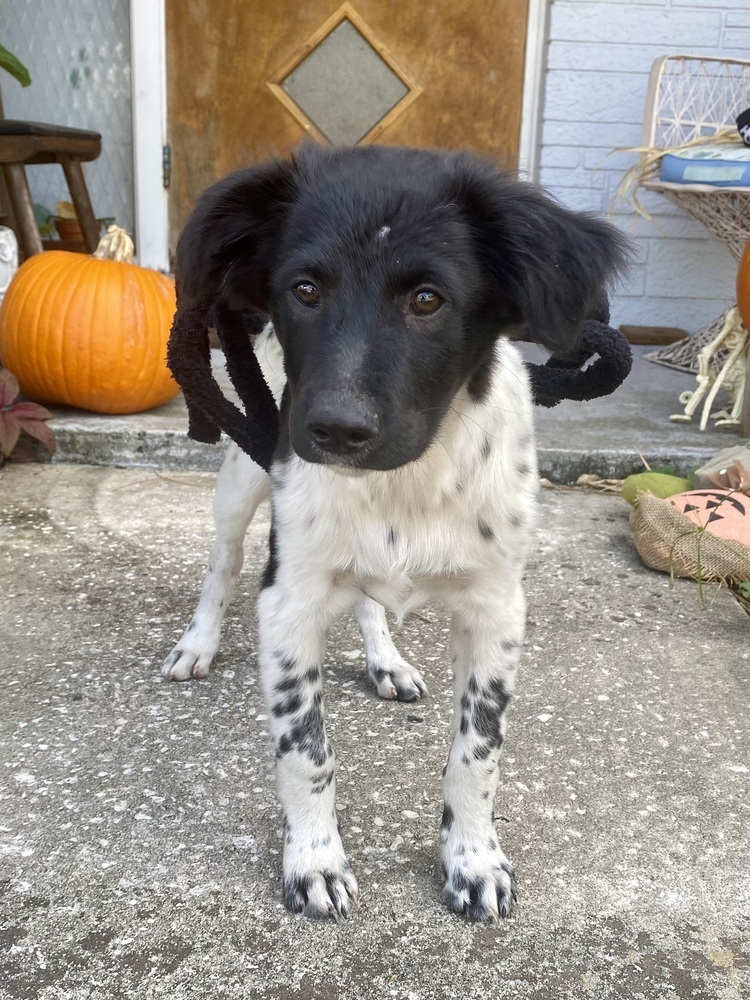 Baloo, an adoptable Papillon in St. Petersburg, FL, 33732 | Photo Image 4