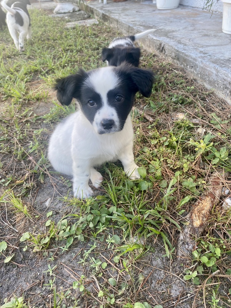 Baloo, an adoptable Papillon in St. Petersburg, FL, 33732 | Photo Image 6