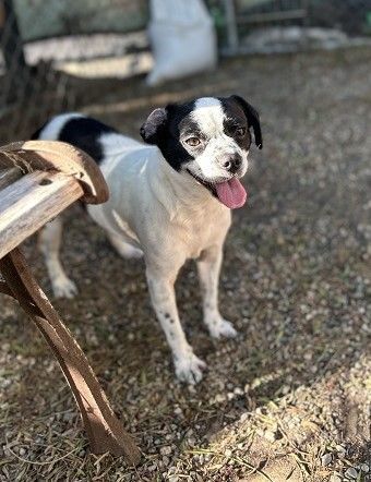 Dog for adoption - Eloise, a Boston Terrier & Pug Mix in Laguna Beach