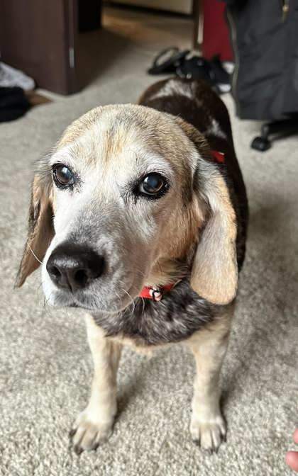 Rhinestone, an adoptable Beagle, Mixed Breed in Pekin, IL, 61554 | Photo Image 1