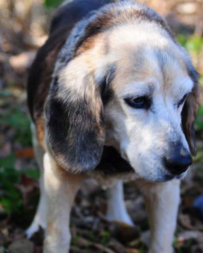 Rhinestone, an adoptable Beagle, Mixed Breed in Pekin, IL, 61554 | Photo Image 2