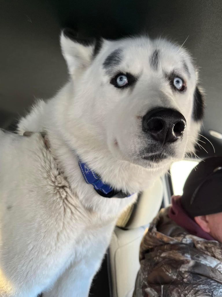 Bleu, an adoptable Siberian Husky in Cedar Rapids, IA, 52405 | Photo Image 1