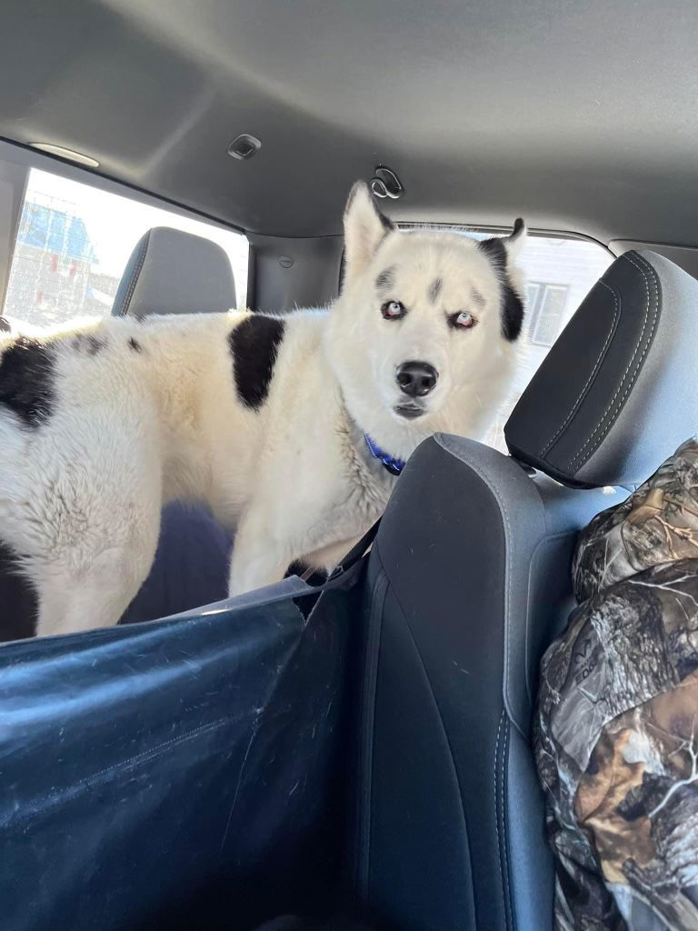 Bleu, an adoptable Siberian Husky in Cedar Rapids, IA, 52405 | Photo Image 2