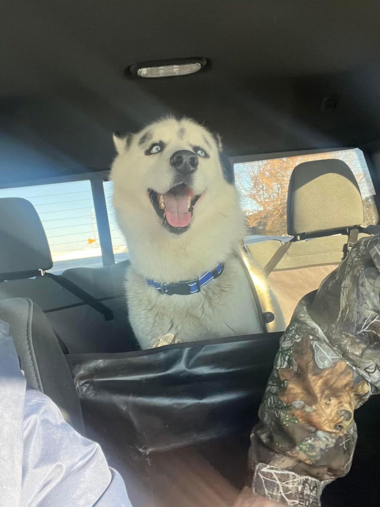 Bleu, an adoptable Siberian Husky in Cedar Rapids, IA, 52405 | Photo Image 3