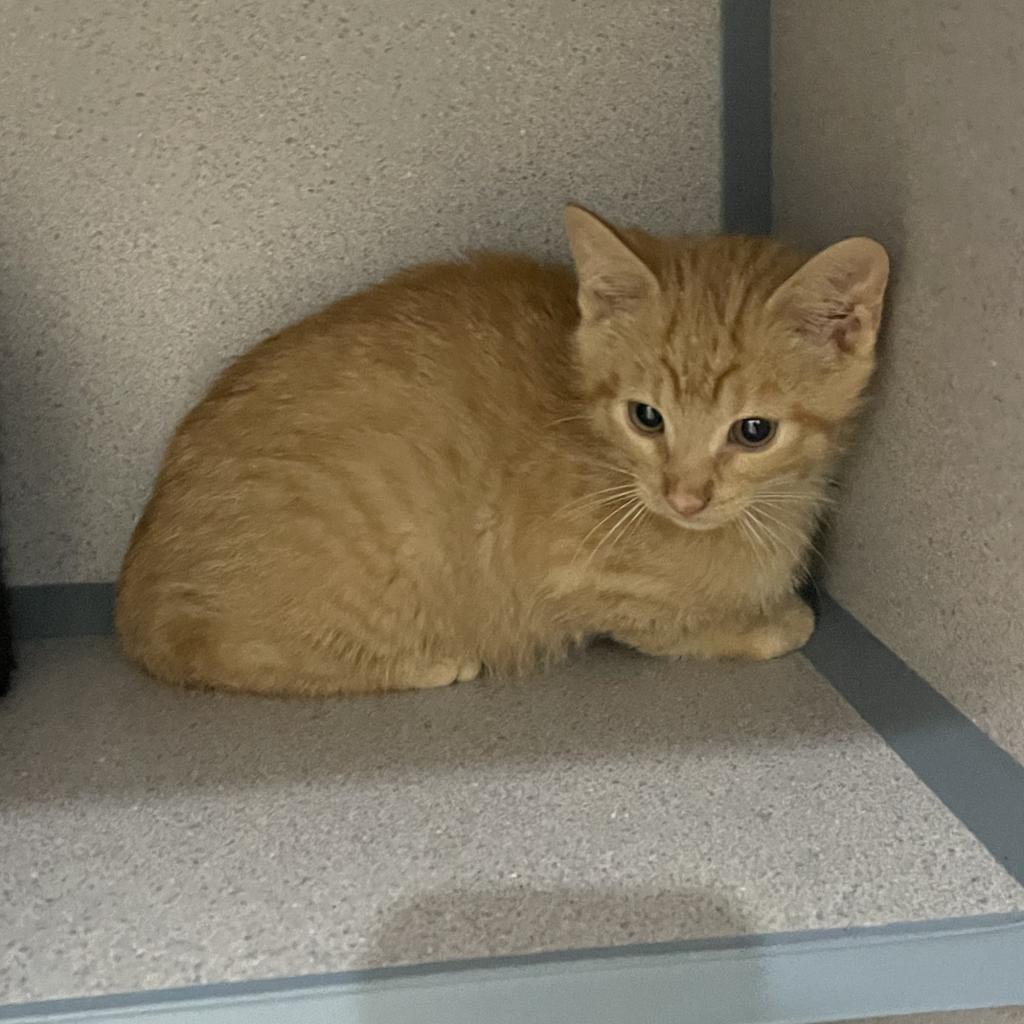 Chili, an adoptable Domestic Short Hair in North Battleford, SK, S9A 2M7 | Photo Image 1