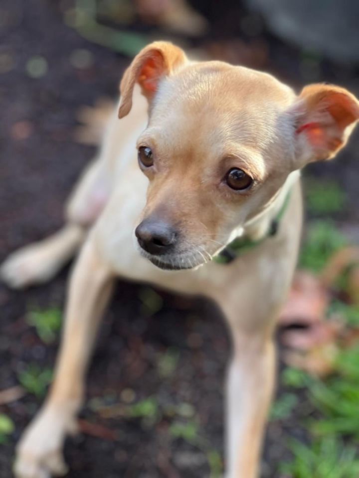 Odie , an adoptable Chihuahua Mix in Portland, OR_image-4
