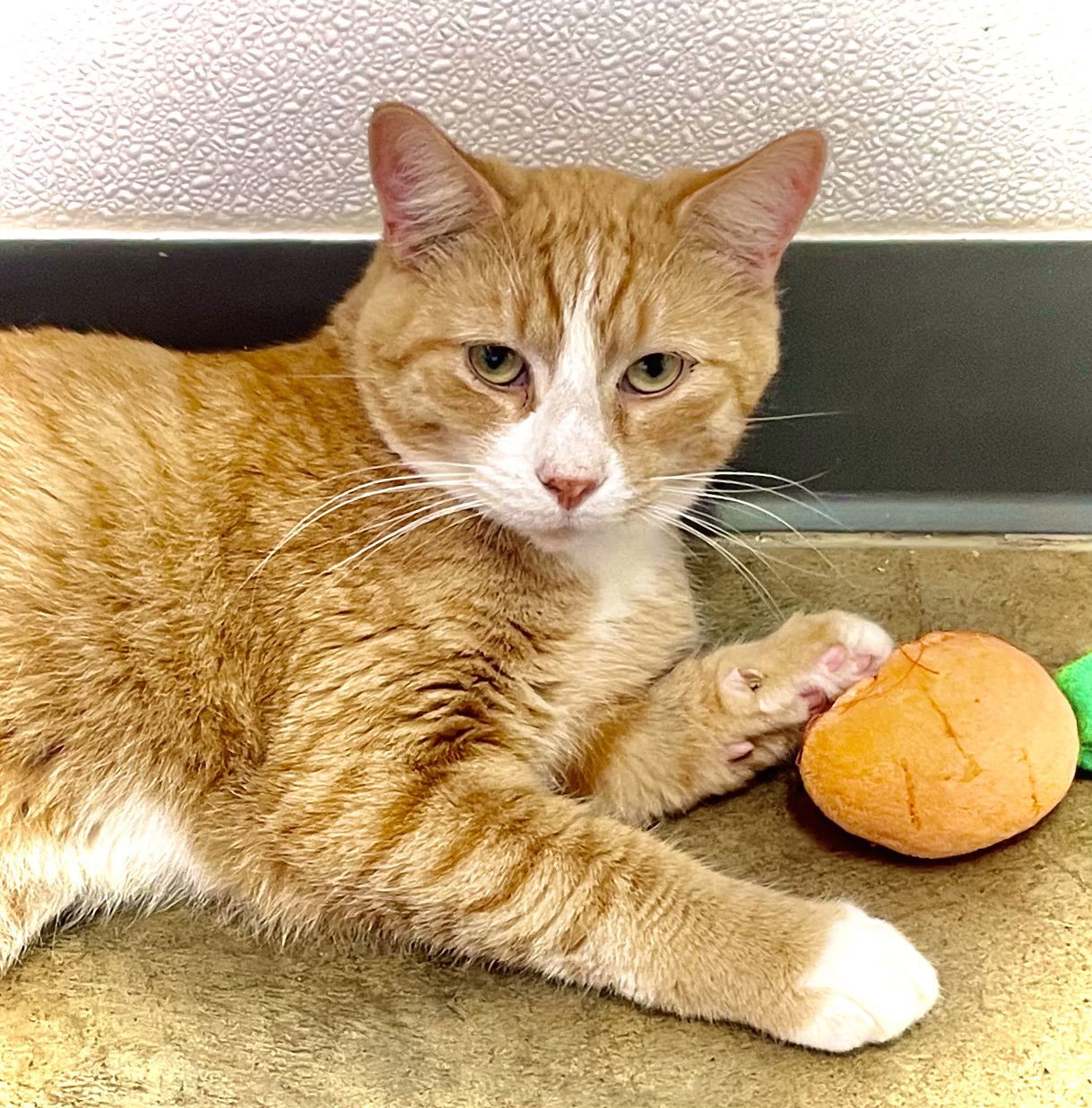 Pip, an adoptable Domestic Short Hair in Estherville, IA, 51334 | Photo Image 1