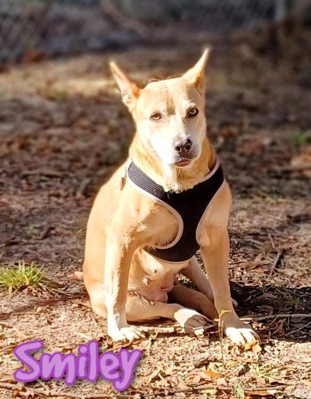 Smiley, an adoptable Australian Cattle Dog / Blue Heeler Mix in Cantonment, FL_image-1