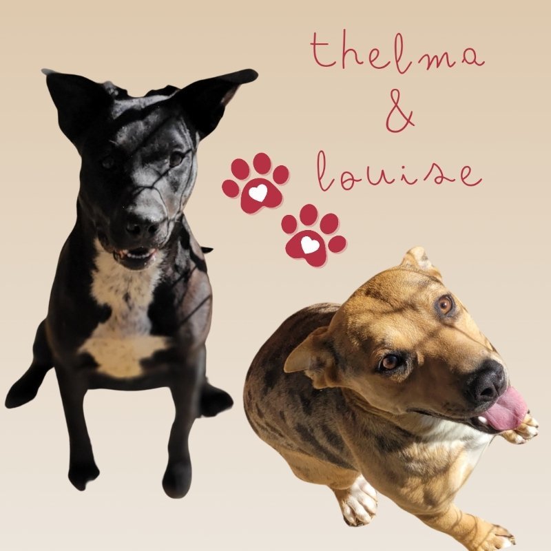 Thelma, an adoptable Pit Bull Terrier, Catahoula Leopard Dog in Monte Vista, CO, 81144 | Photo Image 3