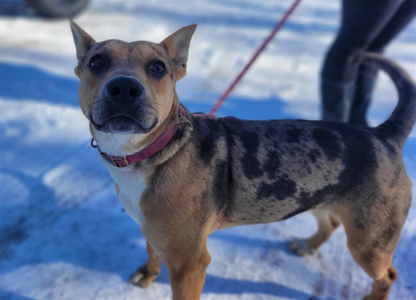 Louise, an adoptable Catahoula Leopard Dog, Pit Bull Terrier in Monte Vista, CO, 81144 | Photo Image 1