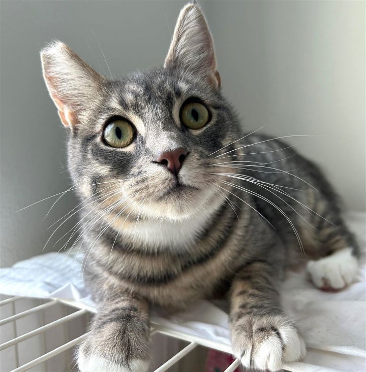 BB, an adoptable Domestic Short Hair & Tabby Mix in Springfield, OR_image-1