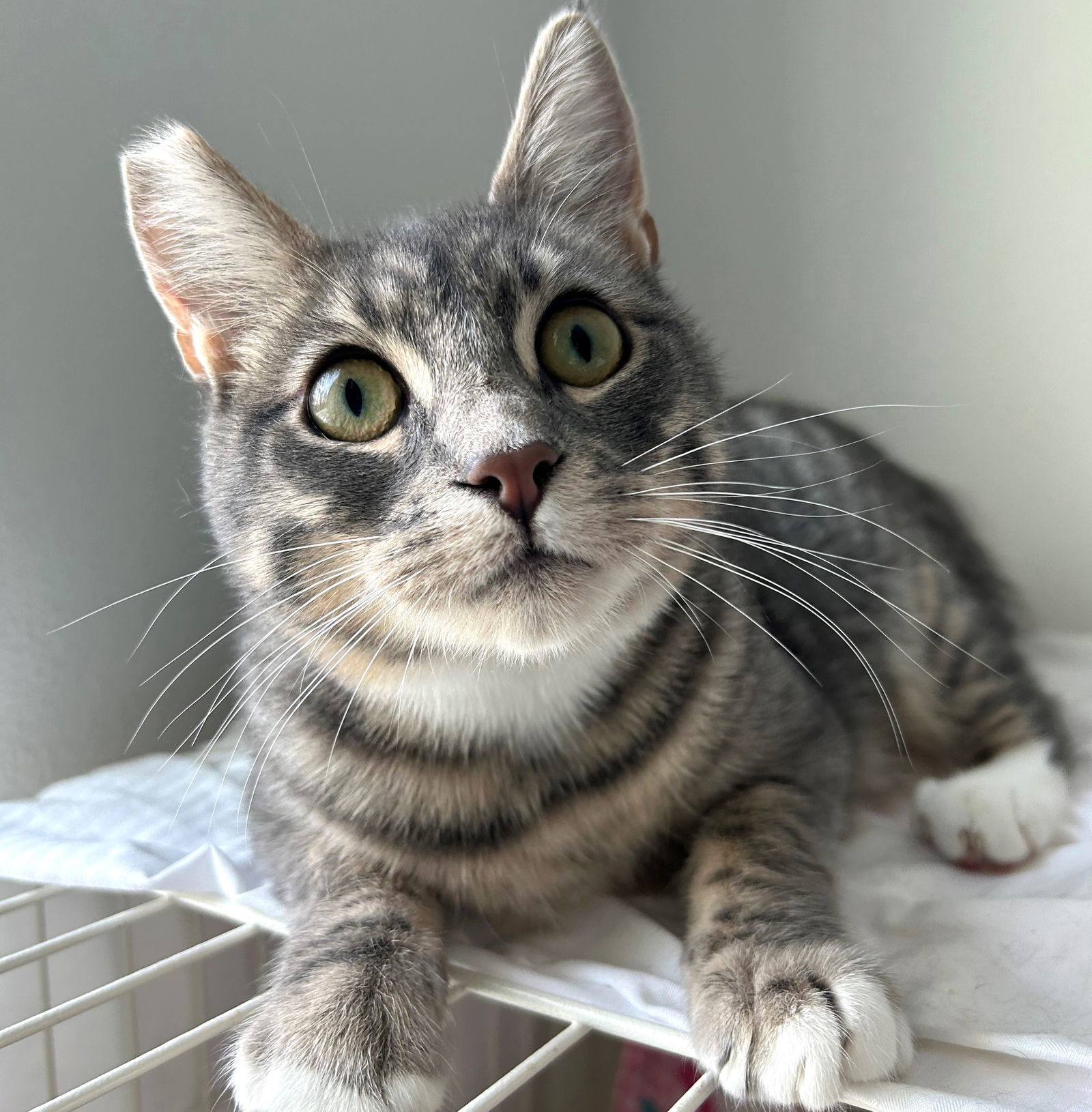 BB, an adoptable Domestic Short Hair, Tabby in Springfield, OR, 97475 | Photo Image 1