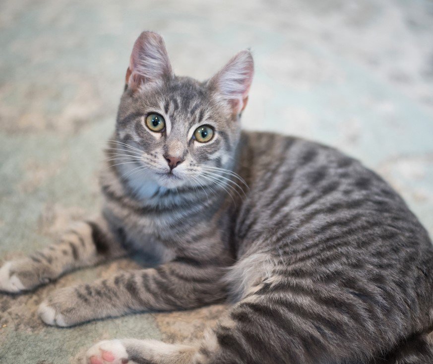 BB, an adoptable Domestic Short Hair, Tabby in Springfield, OR, 97475 | Photo Image 2