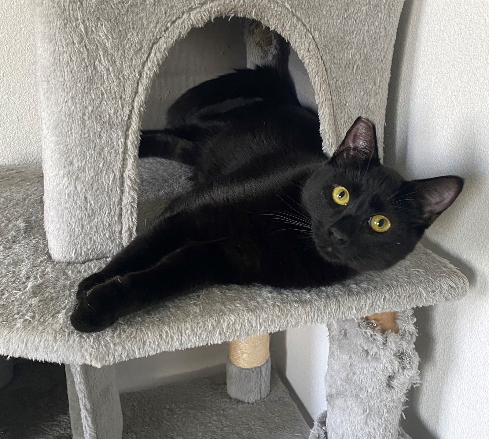 Mooner, an adoptable Domestic Short Hair in Springfield, OR, 97475 | Photo Image 1