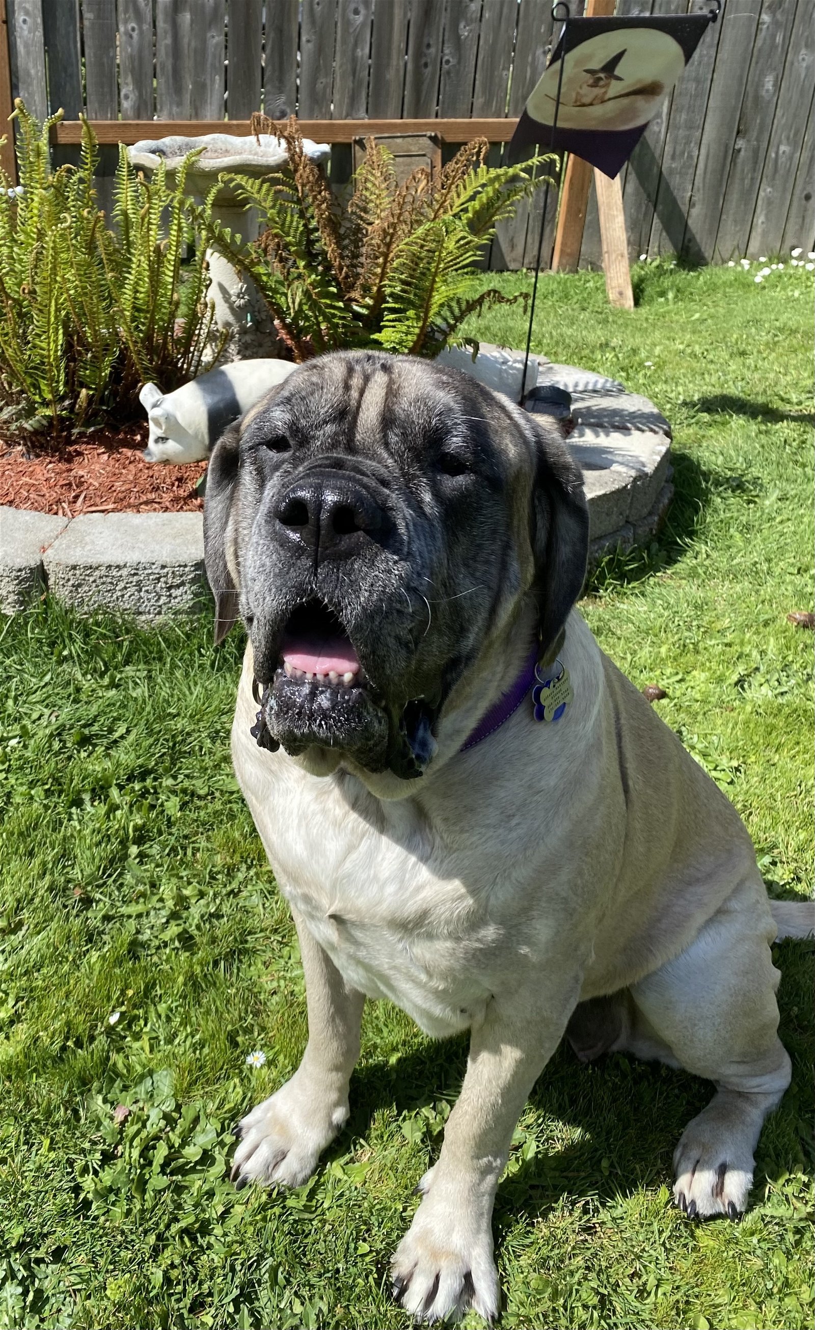 Bella Mae, an adoptable Mastiff in McMinnville, OR, 97128 | Photo Image 1