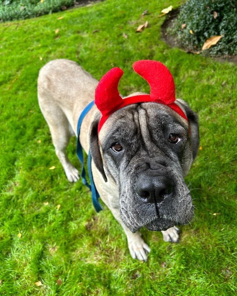 Bella Mae, an adoptable Mastiff in McMinnville, OR, 97128 | Photo Image 3