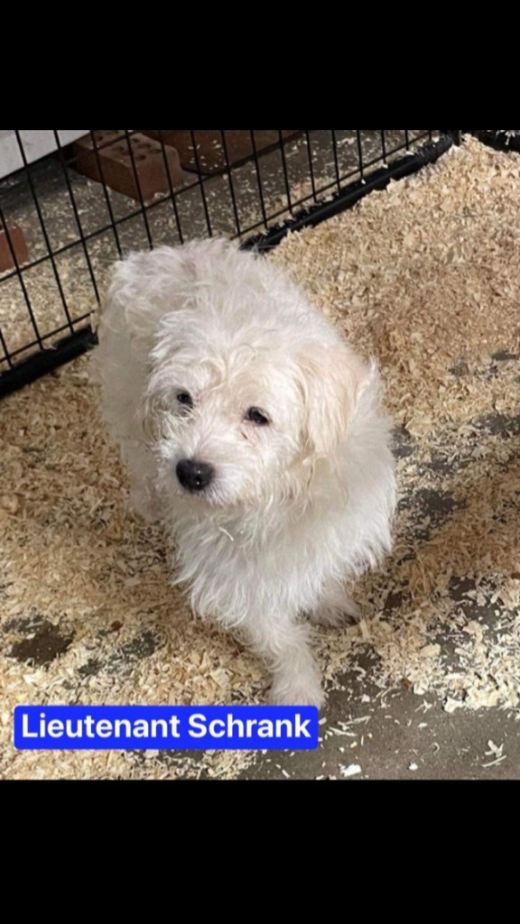 Lieutenant Schrank, an adoptable Maltese, Shih Tzu in Greenwood, IN, 46142 | Photo Image 1