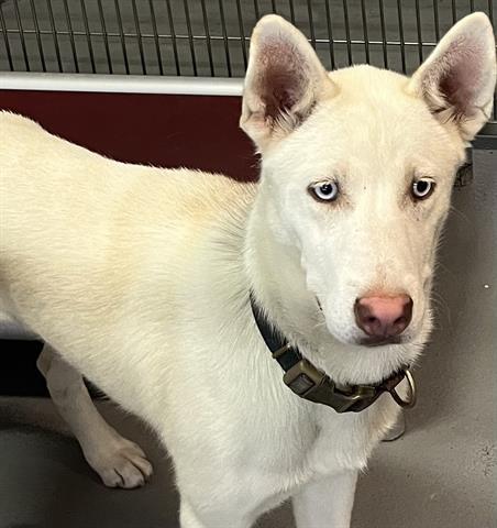 ZEUS, an adoptable Siberian Husky in Norfolk, VA, 23502 | Photo Image 1