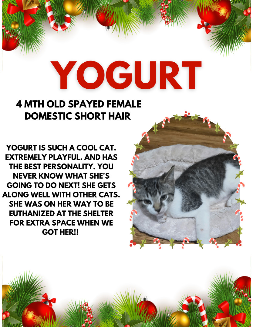 Best yogurt for outlet cats