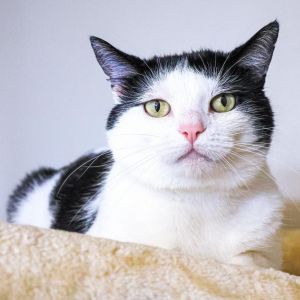 Ronitas, Adult Male Domestic Short Hair