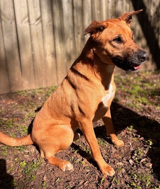 Cavander, an adoptable Mountain Cur in Little Rock, AR, 72210 | Photo Image 1
