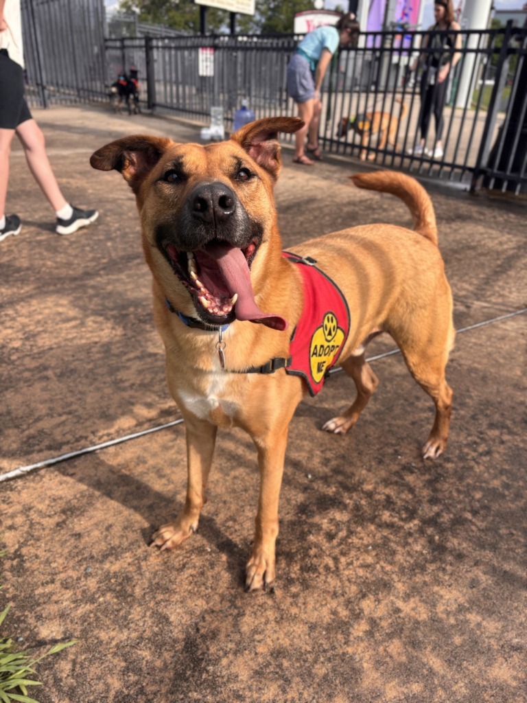 Cavander, an adoptable Mountain Cur in Little Rock, AR, 72210 | Photo Image 1