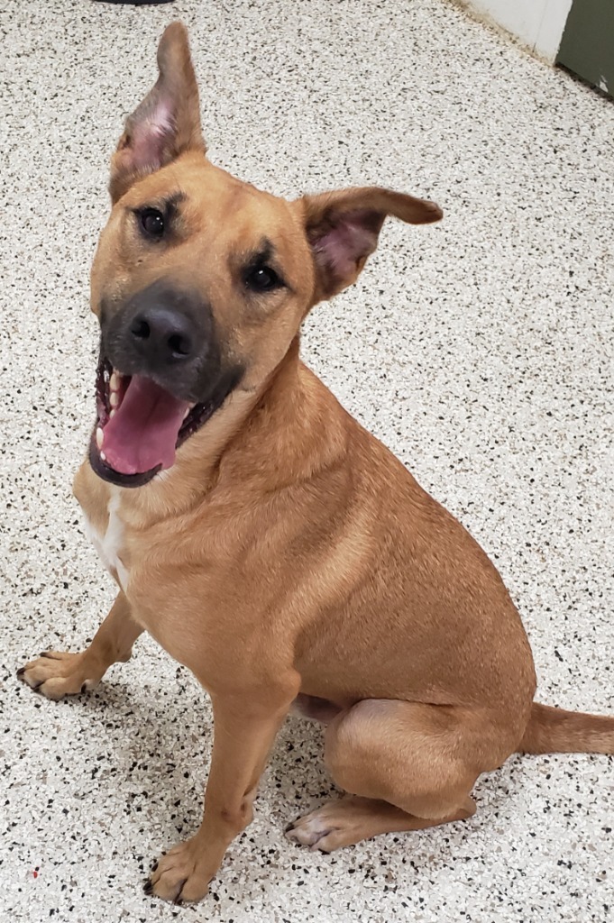 Cavander, an adoptable Mountain Cur in Little Rock, AR, 72210 | Photo Image 2
