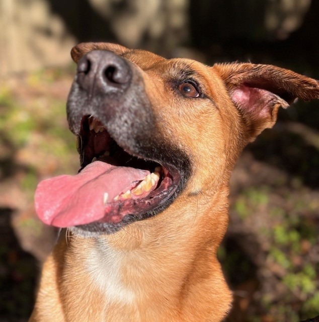 Cavander, an adoptable Mountain Cur in Little Rock, AR, 72210 | Photo Image 3