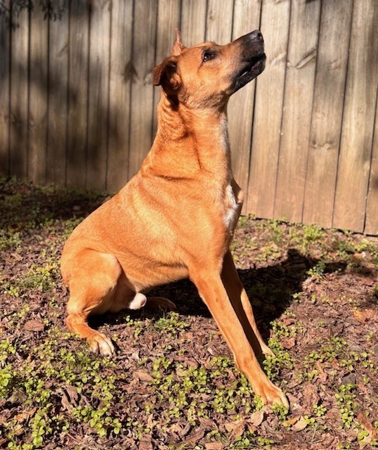Cavander, an adoptable Mountain Cur in Little Rock, AR, 72210 | Photo Image 5