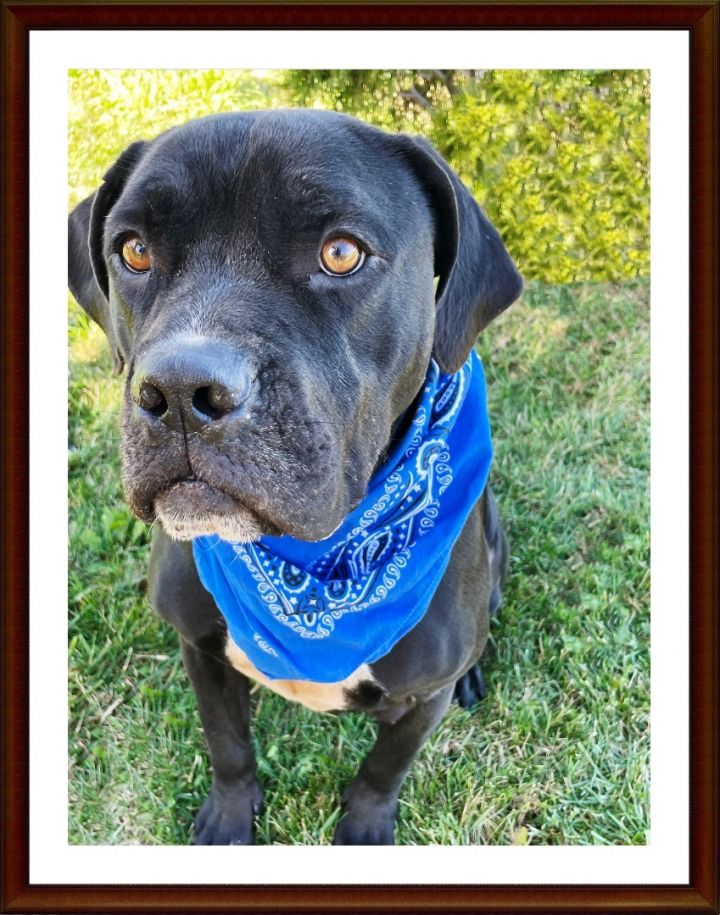 Popeye, an adopted Cane Corso Mix in Lacon, IL_image-1