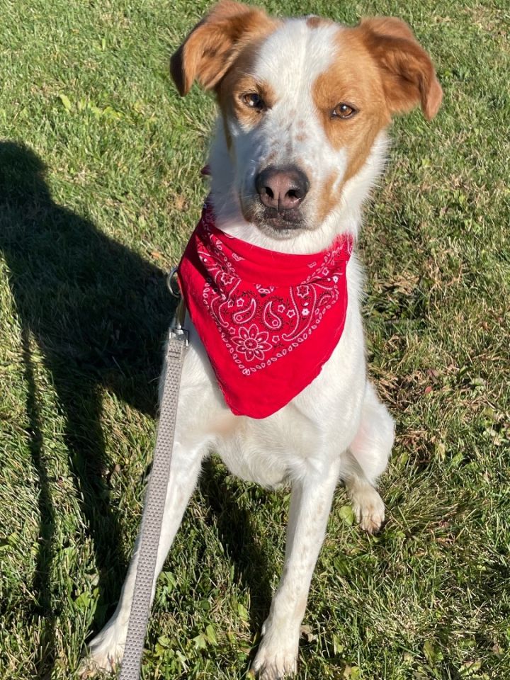 Finn, an adoptable Pointer Mix in Lacon, IL_image-5