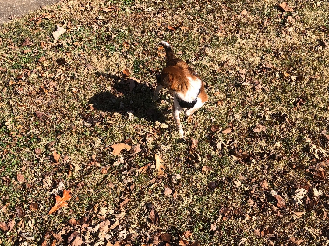 Cricket , an adoptable Papillon, Chihuahua in Waynesboro, TN, 38485 | Photo Image 3