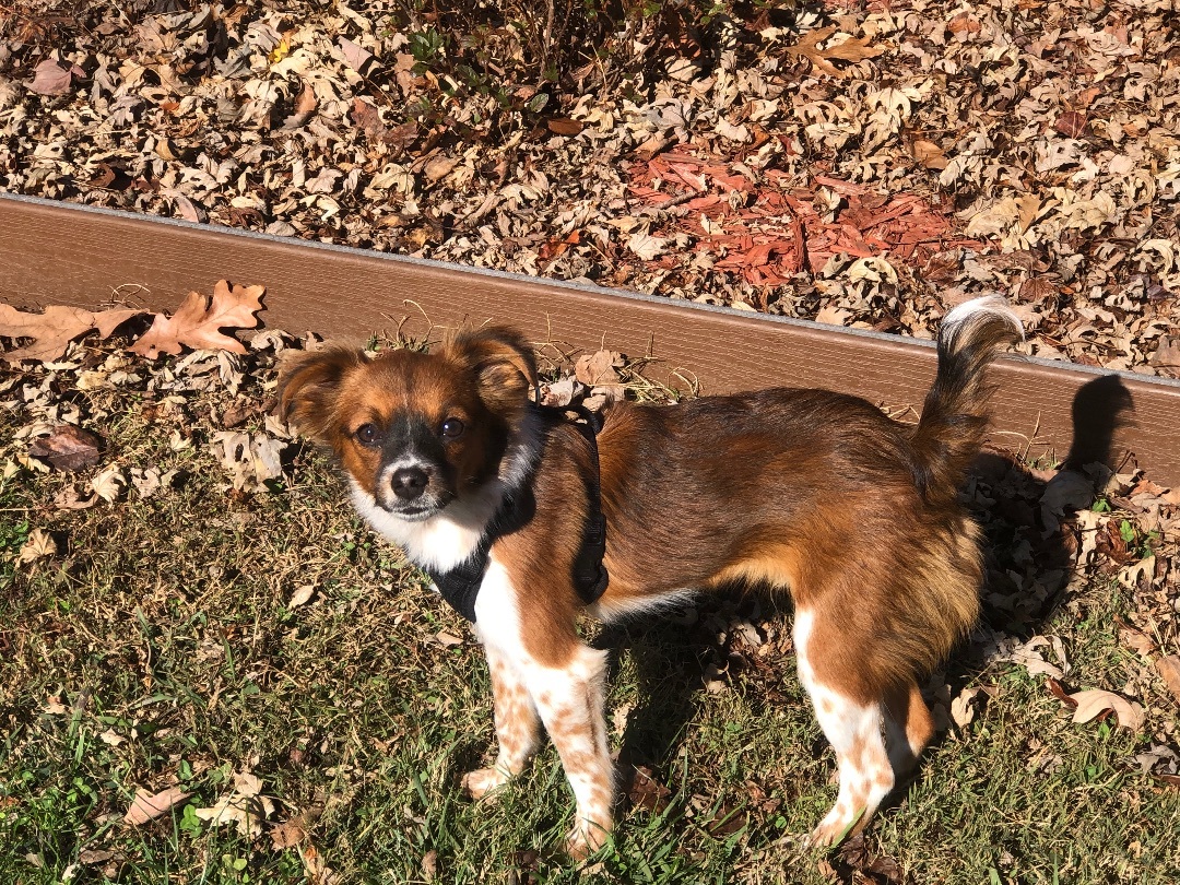 Cricket , an adoptable Papillon, Chihuahua in Waynesboro, TN, 38485 | Photo Image 1