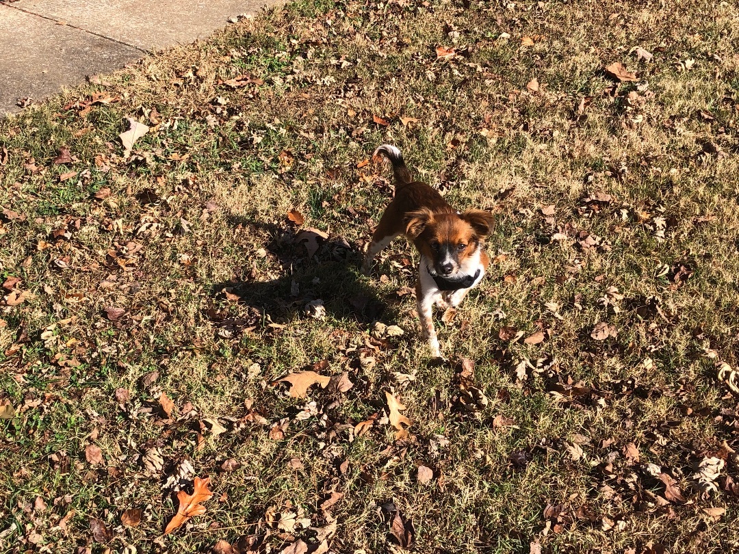 Cricket , an adoptable Papillon, Chihuahua in Waynesboro, TN, 38485 | Photo Image 4