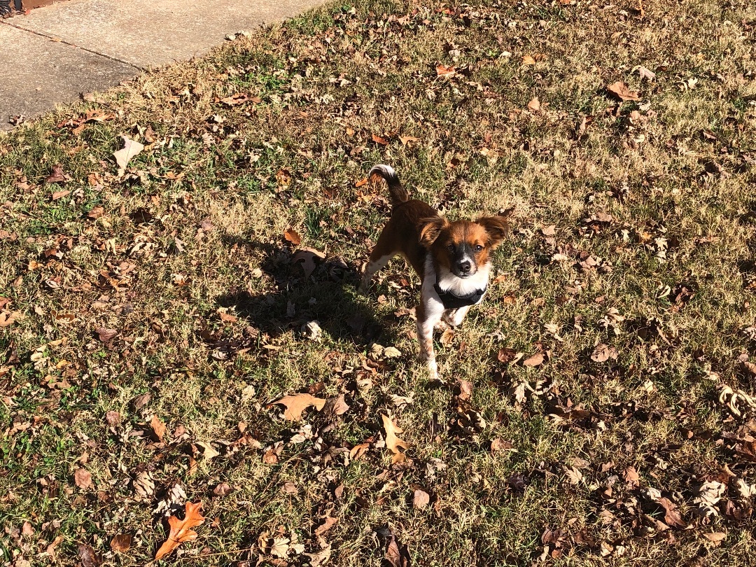 Cricket , an adoptable Papillon, Chihuahua in Waynesboro, TN, 38485 | Photo Image 5