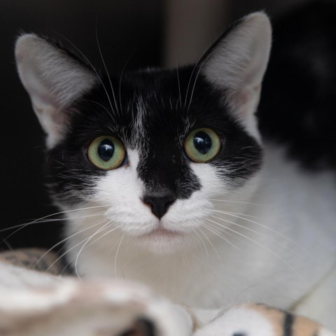 Winky, an adoptable Domestic Short Hair in Salt Lake City, UT, 84106 | Photo Image 1