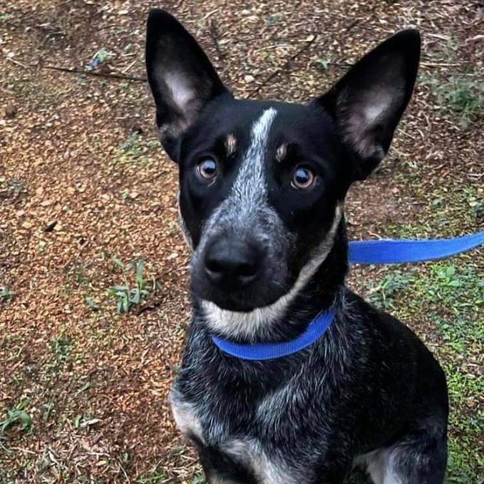 Bolt Australian Cattle Dog