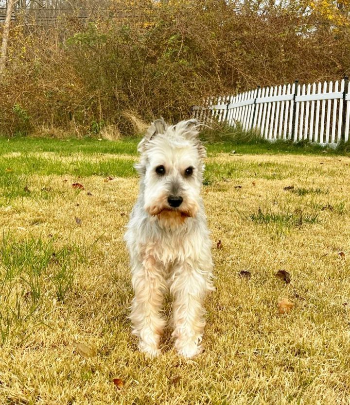 Rosetta , an adopted Miniature Schnauzer in Bethel, CT_image-2
