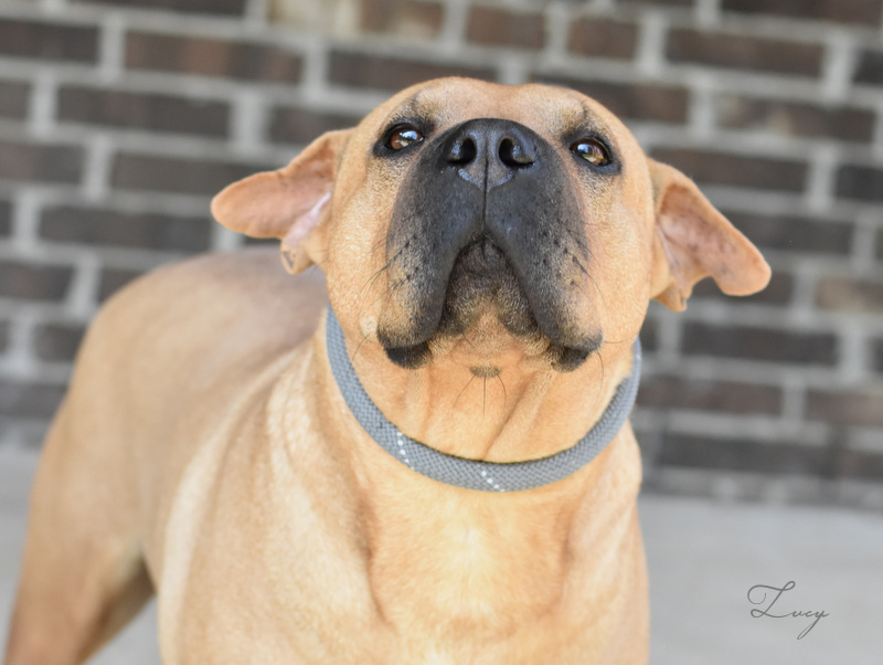 Lucy 2, an adoptable Shar-Pei in Brewster , NY, 10509 | Photo Image 2