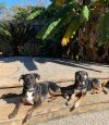 Chylee (Spring litter) Bonded with Aylee, must be adopted together. photo 3