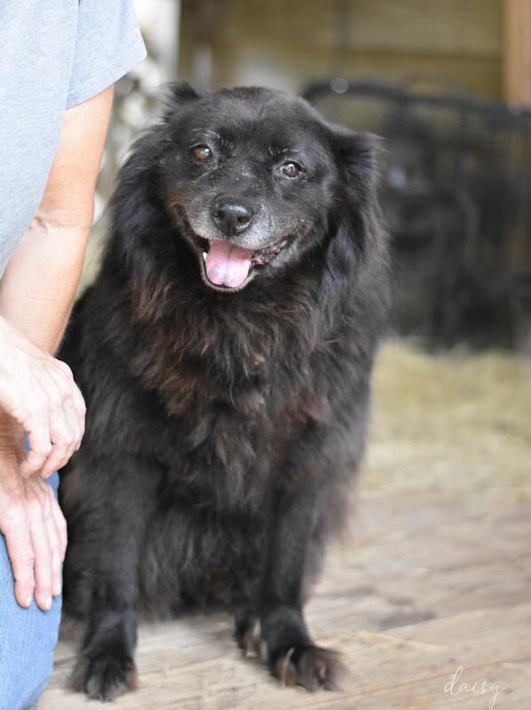 Daisy (Trinity), an adoptable Spitz in Brewster , NY, 10509 | Photo Image 2