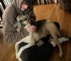 Bullet (Brianna&#39;s Litter) photo 2