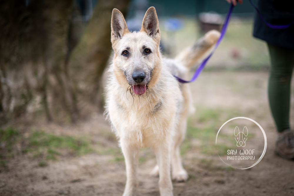 Gigi the Glamorous, an adoptable Schnauzer, German Shepherd Dog in Brewster , NY, 10509 | Photo Image 1