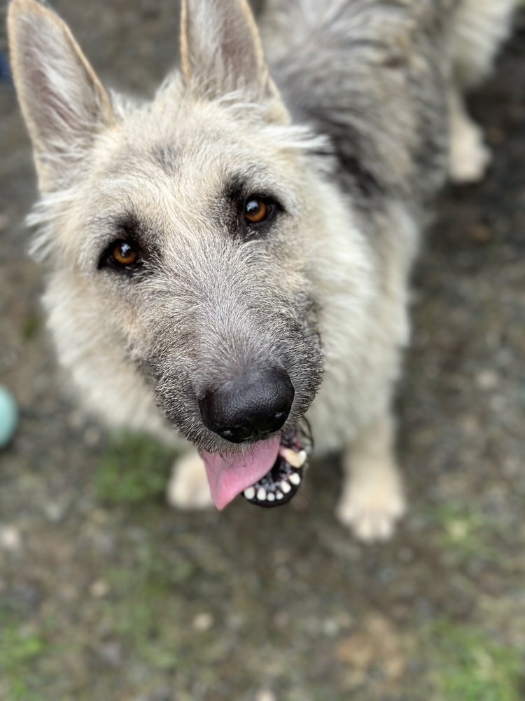 Gigi the Glamorous, an adoptable Schnauzer, German Shepherd Dog in Brewster , NY, 10509 | Photo Image 9