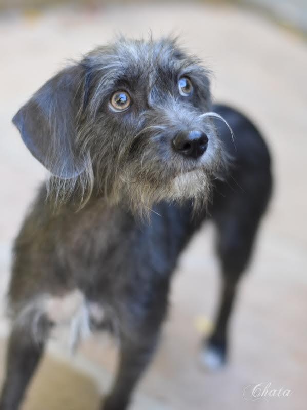 Chata (Chi Momma) bonded with Emma, must be adopted together, an adoptable Chihuahua, Schnauzer in Brewster , NY, 10509 | Photo Image 3