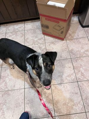 Boots (Brianna&#39;s Litter), Young Male Shepherd