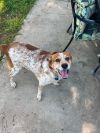 Finn (bonded with Gunnar, must be adopted together) photo 2