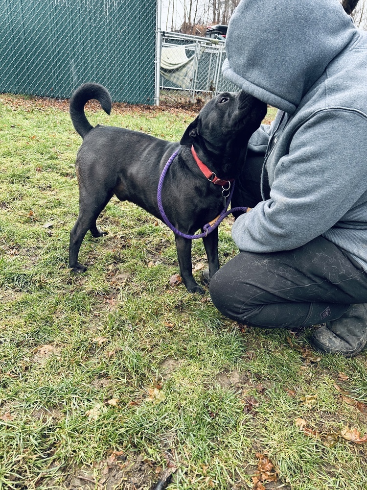 Bruno aka Mr. WooWoo, an adoptable Shar-Pei in Brewster , NY, 10509 | Photo Image 6