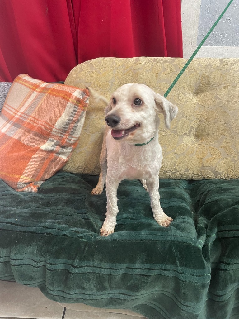 Ted, an adoptable Poodle, Lhasa Apso in Fort Worth, TX, 76133 | Photo Image 1