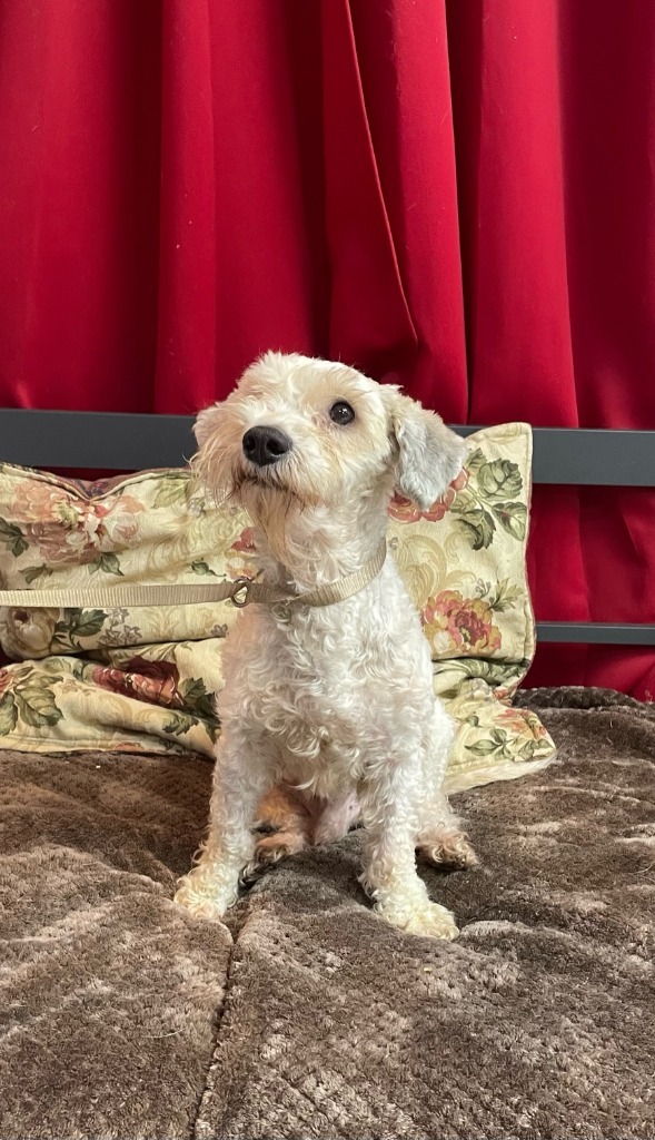 Ted, an adoptable Poodle, Lhasa Apso in Fort Worth, TX, 76133 | Photo Image 2